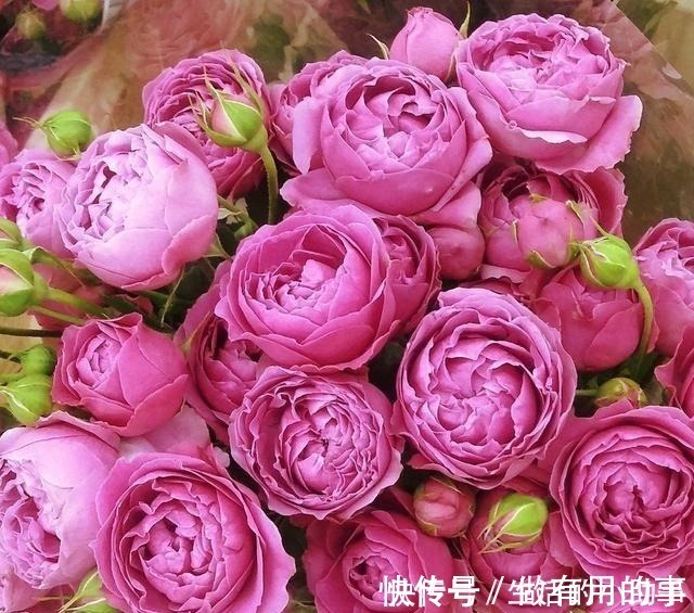 25款包子型月季 花开永不败 大花好养又丰花 新手推荐种植 粉紫色 25款包子型月季 花开永不败 大花好养又丰花 新手推荐种植 粉紫色