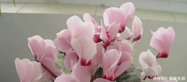 3种花冬天养,忍住“30天”不浇水,反而越养越旺,“窜”满盆!