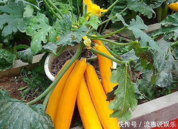 别人花盆种花,婆婆在花盆“种瓜”,长相似“香蕉”,口感好