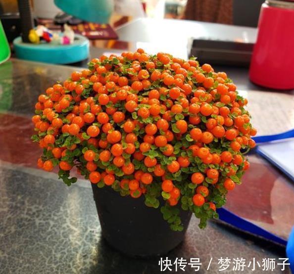 金桔|5种漂亮盆景,长出满枝红果果,养在家里上档次,越养越值钱