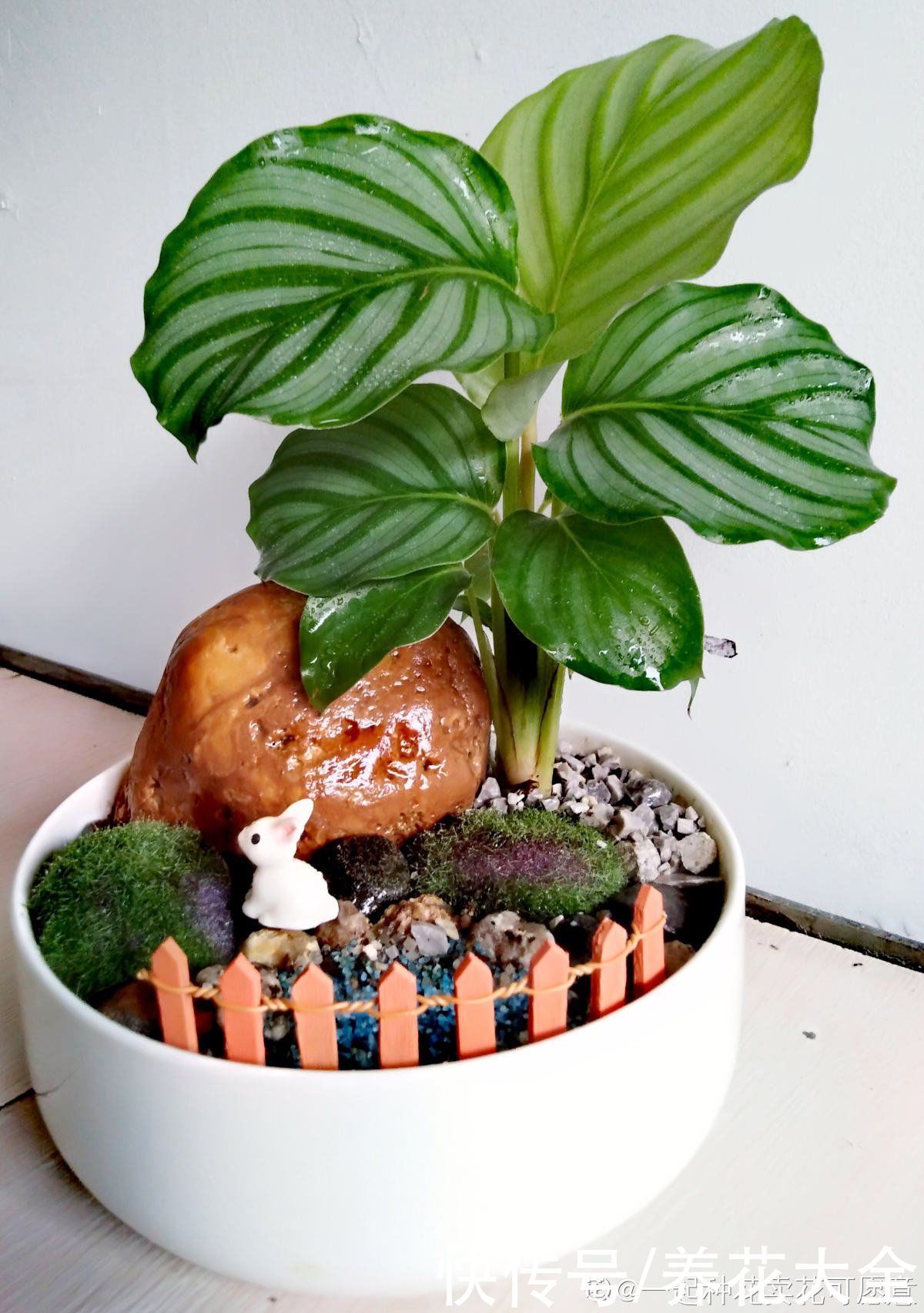 花花|最像青苹果的绿植，这5步做好，打造室内“青苹果乐园”