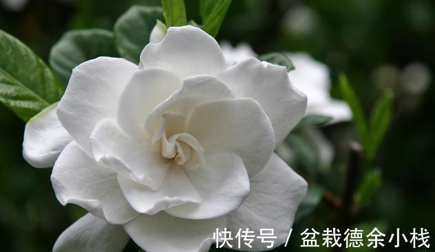 34种常见花草耐冻极限温度,哪些该搬到室内养,一清二楚