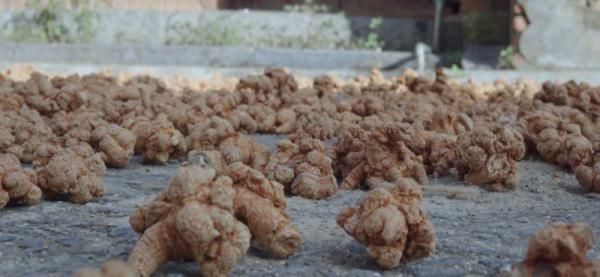 北回归线|文山三七宣传片——《时光里的三七》