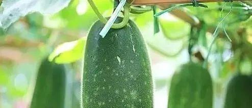 海带|有甲状腺结节的人,多吃这4种天然“消炎药”,结节可能慢慢变小