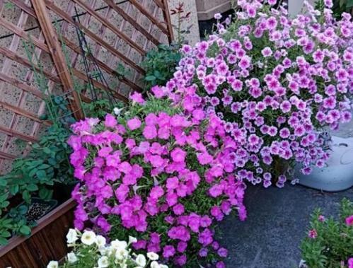 盆花|一米宽的防盗窗,摆满几十盆花,盆盆开爆花,开出小花园