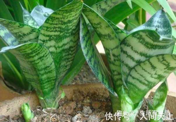 聚气|此种花不管多丑也要养,旺宅聚气还是杀细菌的小帮手,对身体好