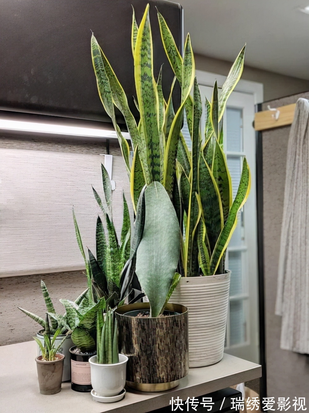 厕所再小,也要养盆吸味花,清除臭味、异味效果好