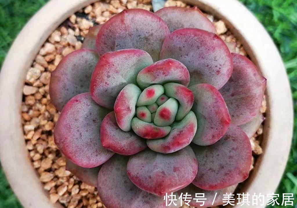 如果把多肉分成5大色系,各大色系优秀品种,会让肉友们爱不释手