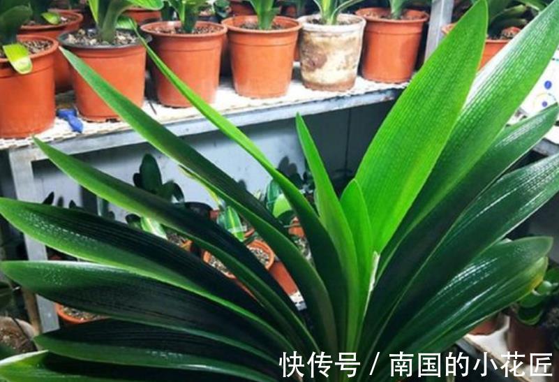 秋天给君子兰换盆，掌握3个要点，不烂根服盆快，开花越来越多