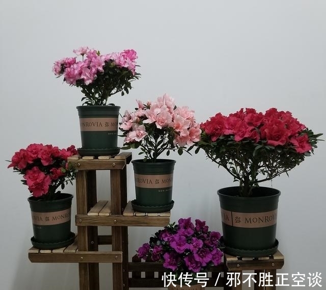 冬天杜鹃花怎么养?这5点技巧,让你的杜鹃花“死不了”