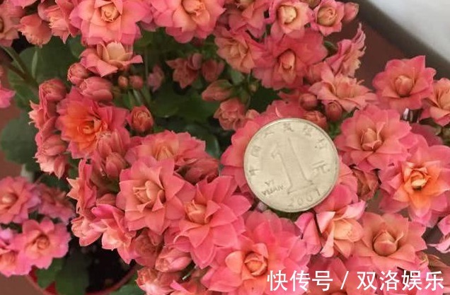 长寿花不油绿，3个方法“妙解决”，叶子油绿呼呼长，秋后猛开花