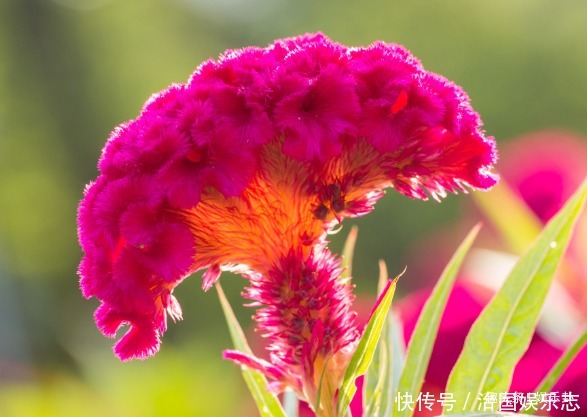 此花是“秋天”的代表,外表奇形怪状,被视为永不变心的爱