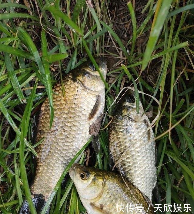 向高龄钓友请教的“摇三摇”钓法,毫无保留的分享给大家