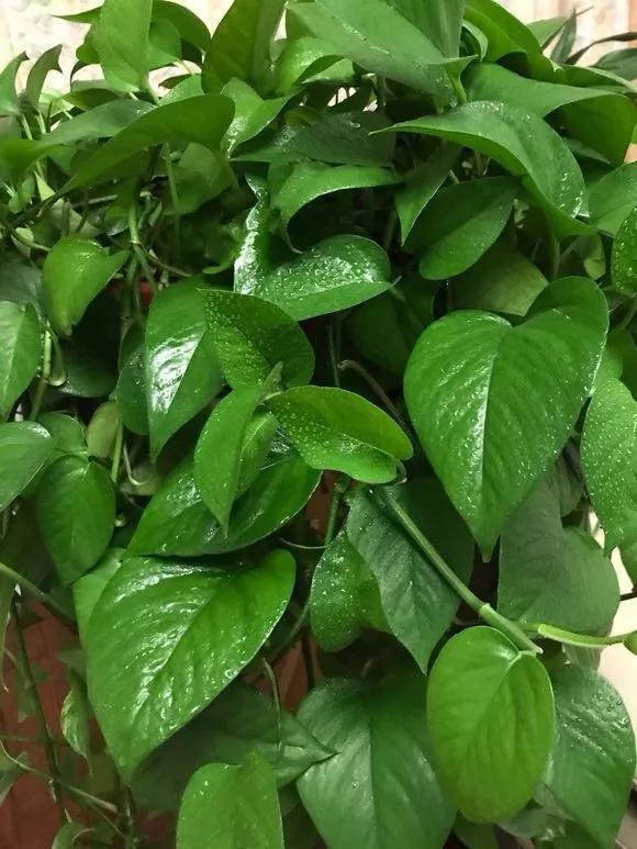 养花8个坏习惯要“戒掉”,人人犯过,至少2个!