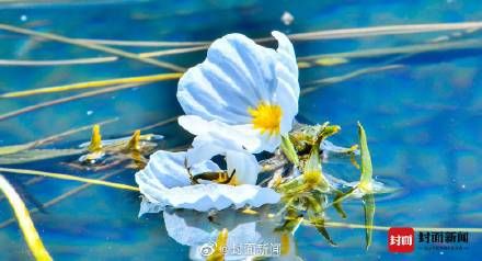 野生植物|泸沽湖的波叶海菜花不是菜 ！吃“国保”野生植物犯法