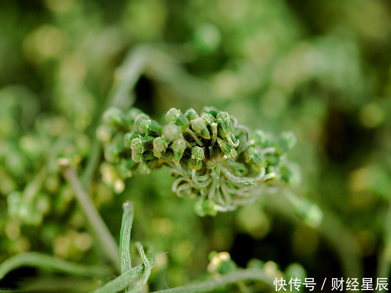 气血|肝病医生经常吃这3种养肝的好食材,你的肝脏会被“养”得更好
