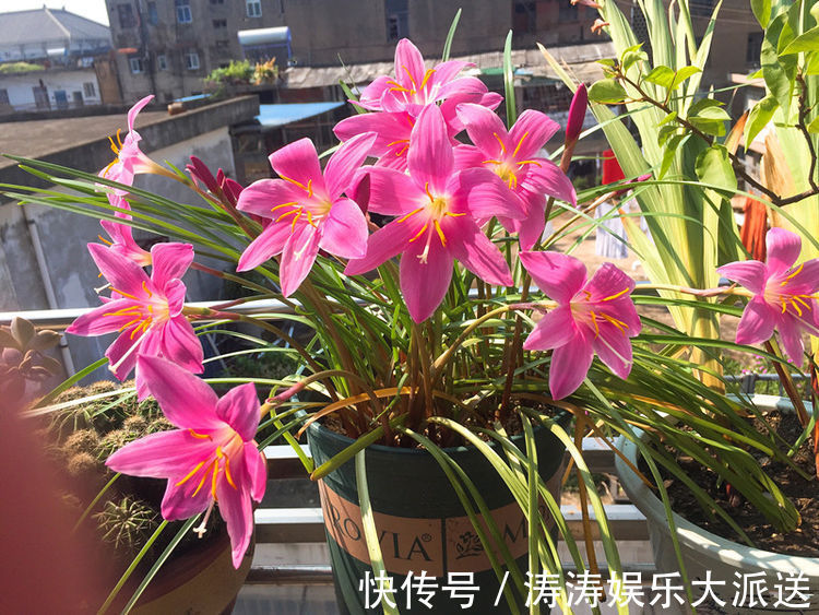 喜欢菊花，首选“珍稀名菊”金托桂，花开金灿灿，五彩斑斓！