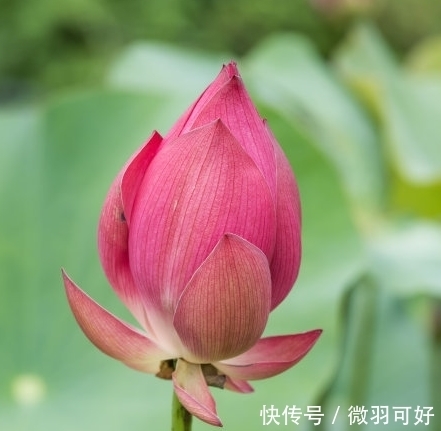 生肖龙|11月上旬，福星高照，4属相桃花朵朵，事业进步，生活蒸蒸日上