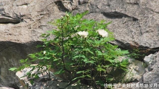 银屏山|安徽有一株白牡丹，生长在石缝中，被誉为“天下第一奇花”