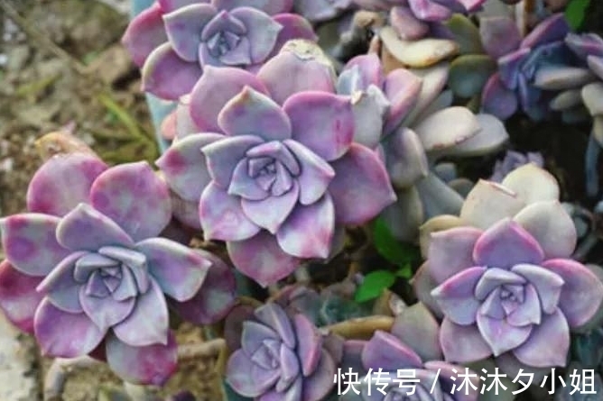 新手|全民公认好养的11种多肉,新手也能养好,成活率高,出状态艳