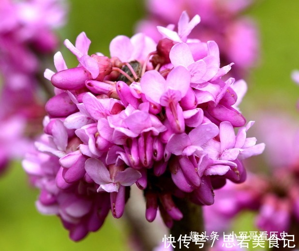 此花硕大而艳丽，叶如牛、似羊蹄，十分的奇特，有骨肉相连的寓意