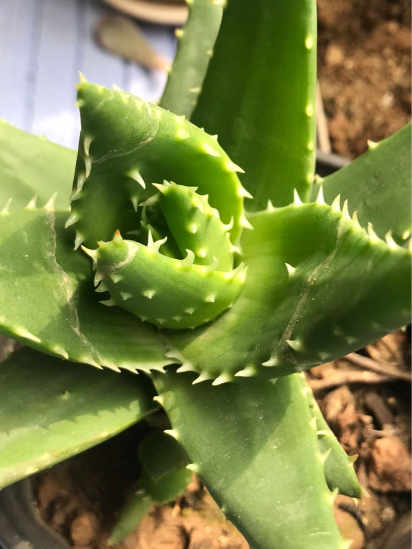 长寿花|8种花是“旱鸭子”，水一多就容易烂，不浇水反而壮得像萝卜