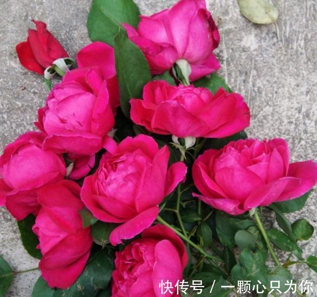 有香味的月季才有灵魂,优秀的浓香月季品种推荐