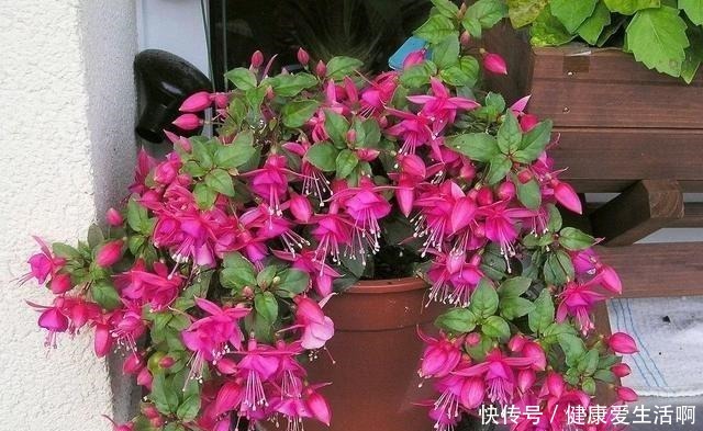 倒挂“大金钟”,开花“打灯笼”,花开365天,哪天换盆最合适!