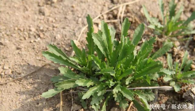 雙胞胎|農(nóng)村5對(duì)“雙胞胎野菜”，城里人傻傻分不清，第5對(duì)農(nóng)村人也搞混