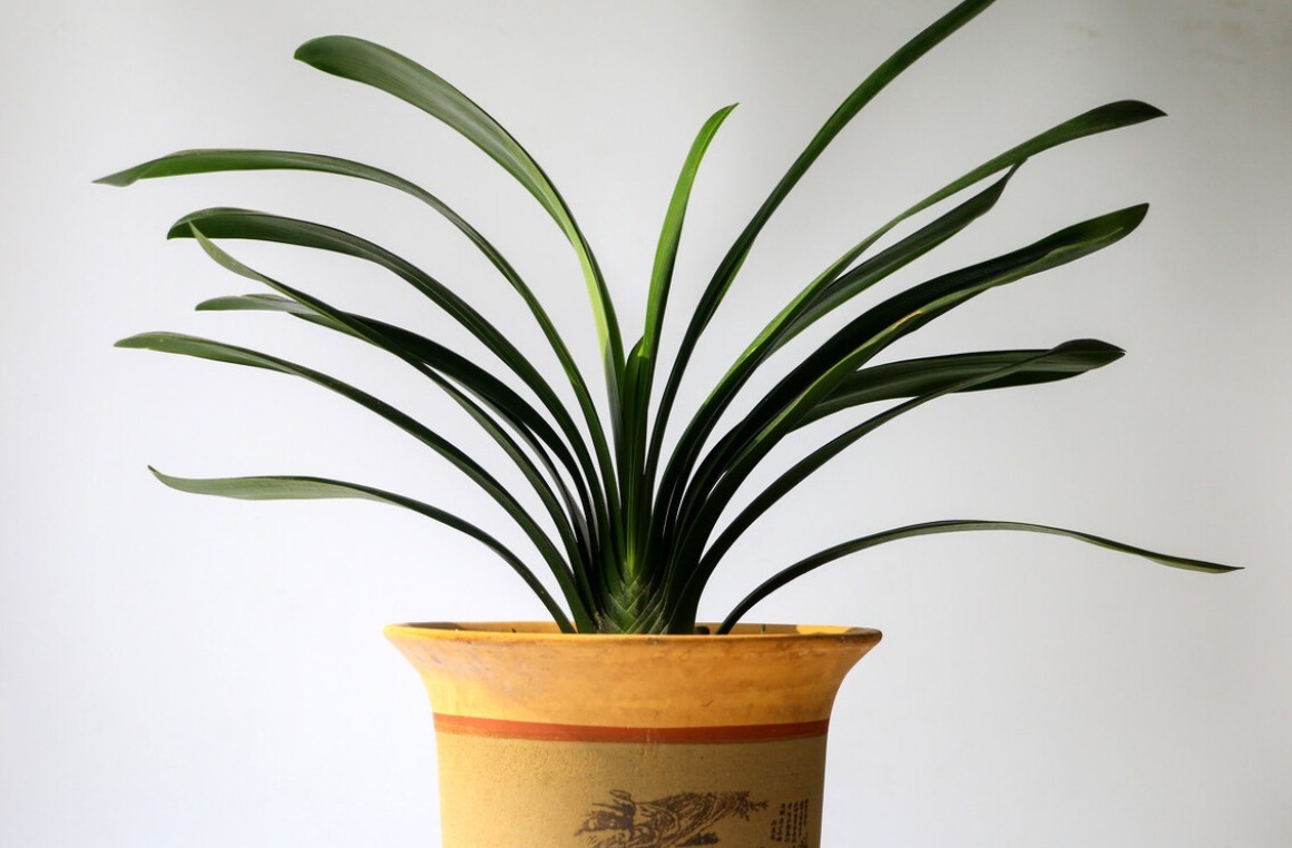 君子兰害怕五件事，新手经常犯，难怪越养越糟糕