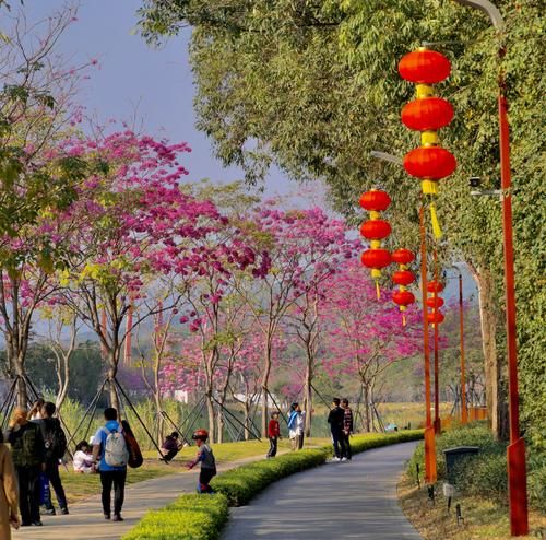 人气爆棚!春节假期深圳全市公园接待游客721万人次