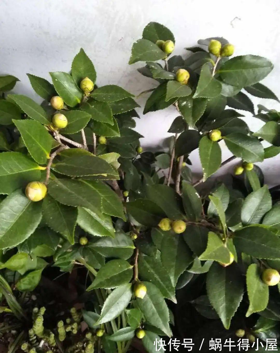 花苞|初秋8种花不能剪，轻则不开花，严重可能剩空盆