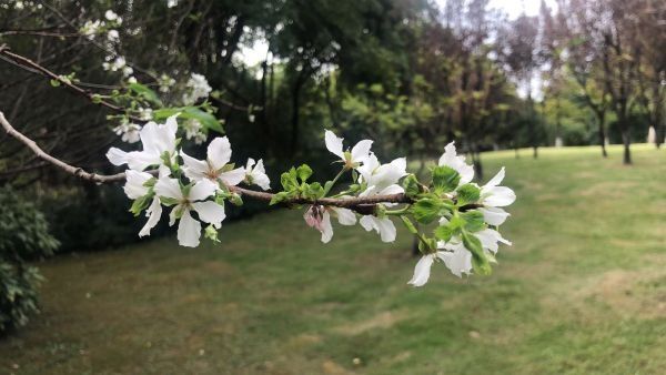 樱花|春花返场秋花罢工，预计再过几日便会满城桂香