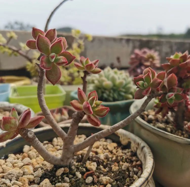 黛比|佛系养肉人生活明朗,多肉可爱,唯适者生存!