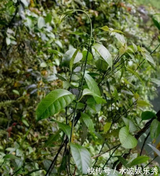 覆盖率|消失20年!贵州再次发现中国特有植物富宁藤,重现意味着什么?