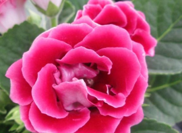 大岩桐要怎么才可以养出大而艳的花,只要剪三刀,观赏价值升高!