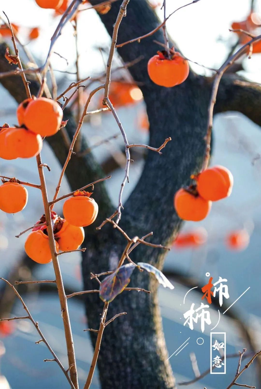 特写|图片特写｜年年岁岁，“柿柿”如意