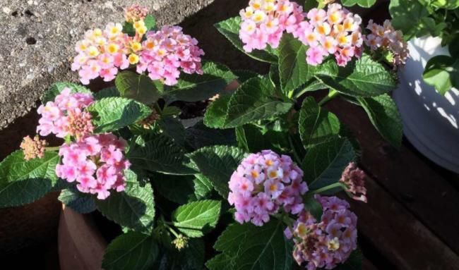 新人盆栽五色梅，轻松树立养花自信，管理还不容易出问题