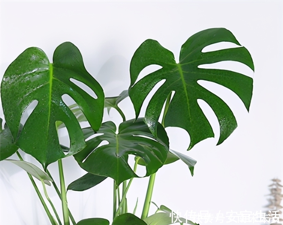 龟背竹，冬天浇水有节奏，叶片又大又绿，个个能“开背”