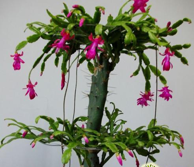 土豆嫁接西红柿，花盆长满土豆，枝上挂满西红柿，换着吃，特新鲜