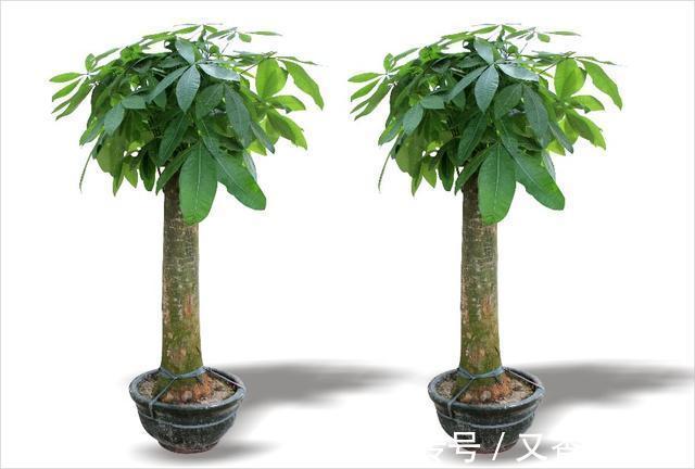 甲醛|懂生活的人家里都养这四种植物!