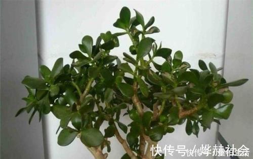 这2种树，是养“高价老桩”的首选，木质化强，5个月就能养成功