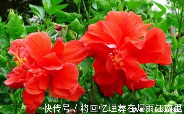 绣球花|家里要养4种花,开花吉祥又喜庆,一开就300多天!