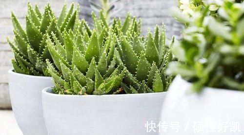 卧室|将这些植物养殖在卧室里面,让你一觉睡到大天亮!