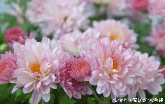 养花试试此几款,全年开花不停,人见人爱,开花一茬茬