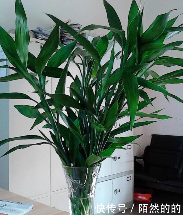 富贵竹生长有个“小开关”,用一次叶子绿油油,再没黄叶!