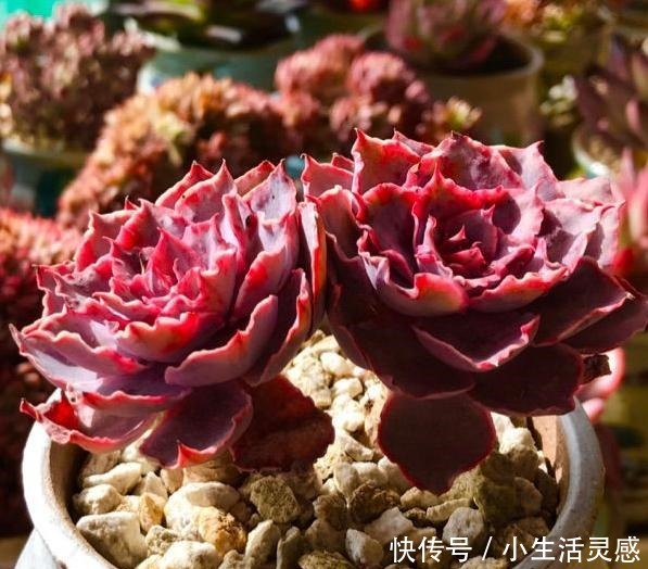 阳台养多肉的经验,这5点掌握了,或许在阳台一样养出极品多肉!