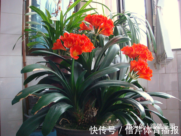 3种“养人花”,好看好养又能净化空气,越养越“贵气”!