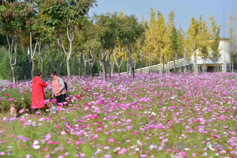 锦簇|白云绿水、鲜花锦簇......滹沱河畔赏秋景