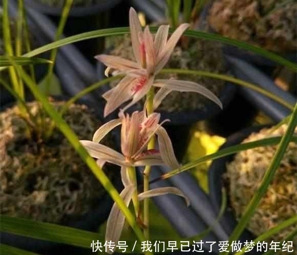 这个字|养兰花时,牢记这个字,能开花不断